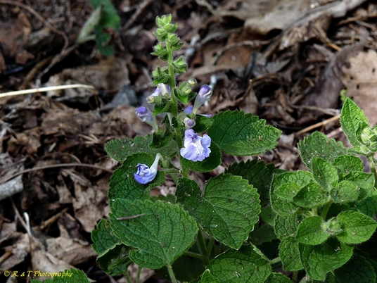 {Scutellaria ovata ssp. bracteata}